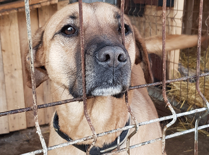 rumänien hund adoptieren