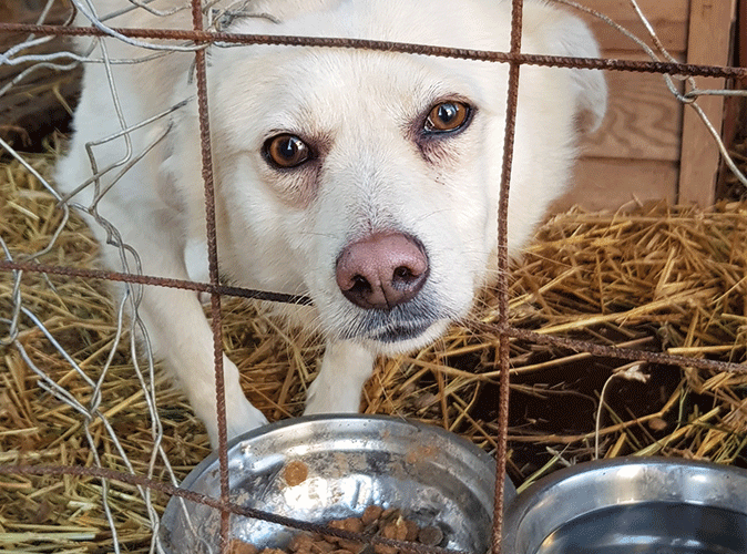 Rumänien Hund aus dem Ausland adoptieren Der Reiseblog